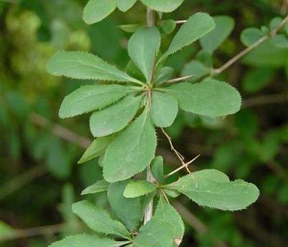 Berberis vulgaris