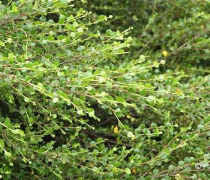 Betula nana
