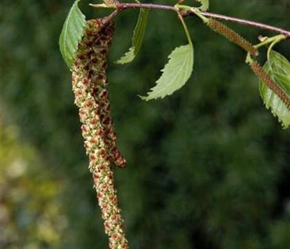 Betula pendula