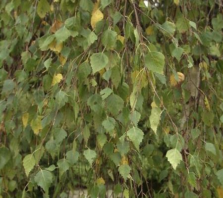 Betula pendula 'Youngii' Betula pendula 'Youngii'