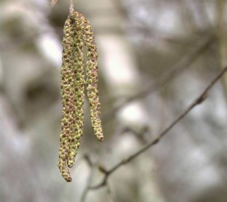 Betula utilis 'Doorenbos' Betula utilis 'Doorenbos'