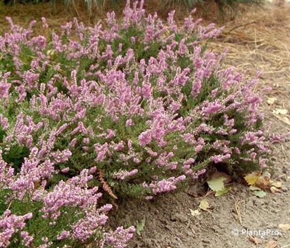 Calluna vulgaris rosa