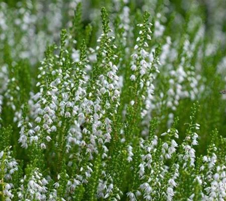Calluna vulgaris weiss Calluna vulgaris weiss