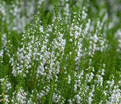 Calluna vulgaris weiss