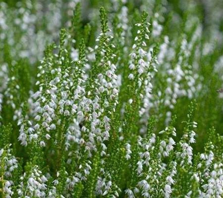 Calluna vulgaris weiss