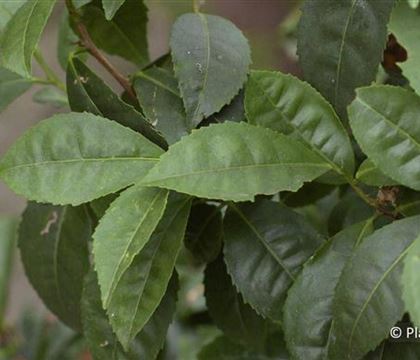 Camellia sinensis