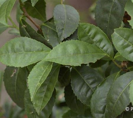 Camellia sinensis Camellia sinensis