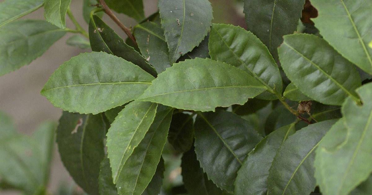 Camellia sinensis