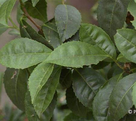 Camellia sinensis