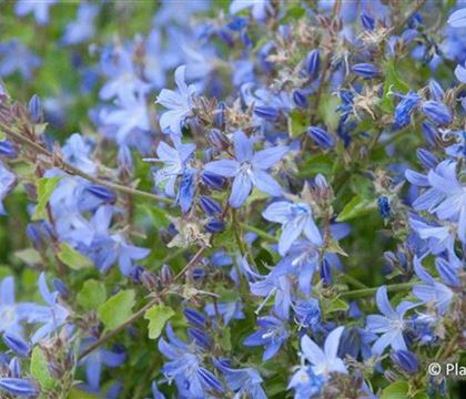 Campanula poscharskyana Campanula poscharskyana