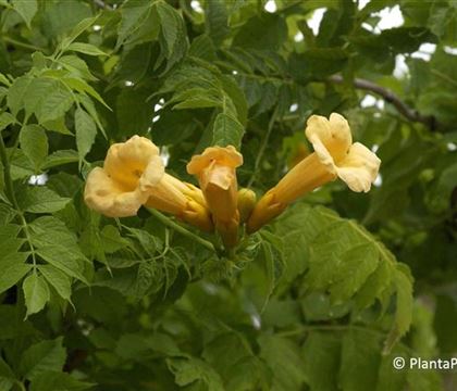 Campsis radicans 'Flava'