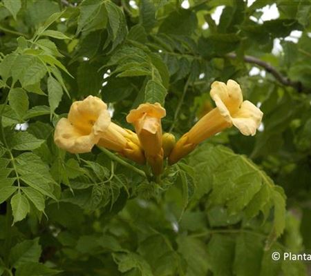 Campsis radicans 'Flava' Campsis radicans 'Flava'
