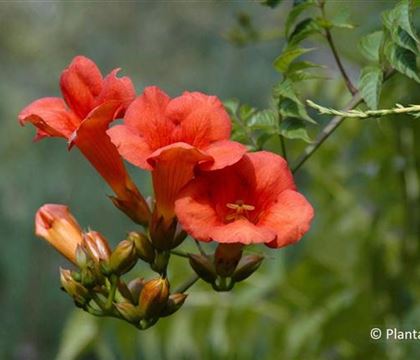 Campsis tagliabuana (x) 'Mme Galen' Campsis tagliabuana (x) 'Mme Galen'