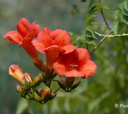 Campsis tagliabuana (x) 'Mme Galen' Campsis tagliabuana (x) 'Mme Galen'