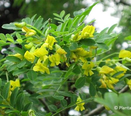 Caragana arborescens