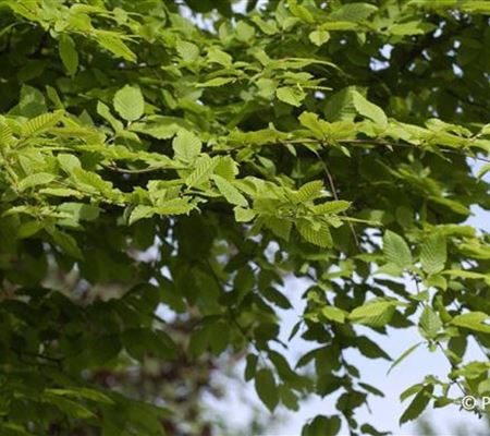 Carpinus betulus Carpinus betulus