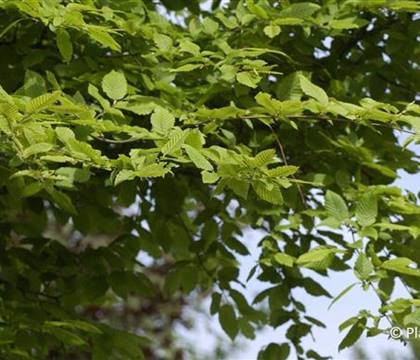 Carpinus betulus