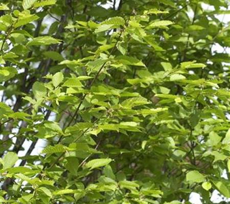 Carpinus betulus 'Fastigiata'