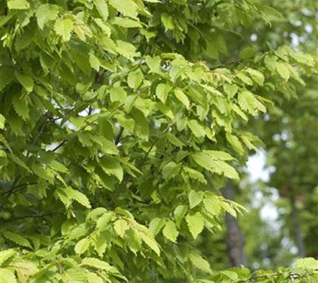 Carpinus betulus 'Frans Fontaine' Carpinus betulus 'Frans Fontaine'