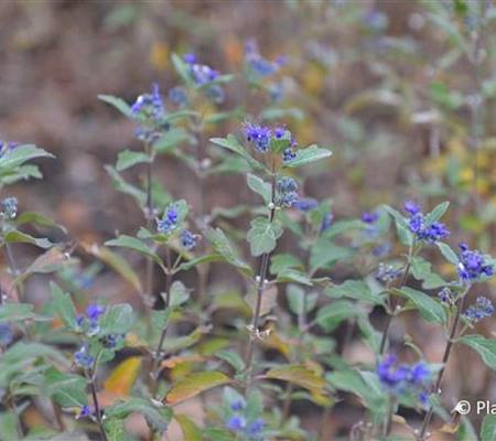 Caryopteris clandonensis (x) 'Grand Bleu'