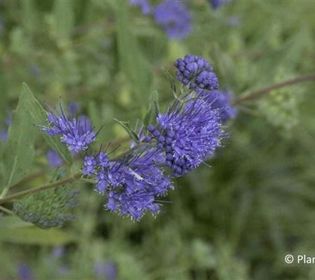 Caryopteris clandonensis (x) 'Heavenly Blue' Caryopteris clandonensis (x) 'Heavenly Blue'