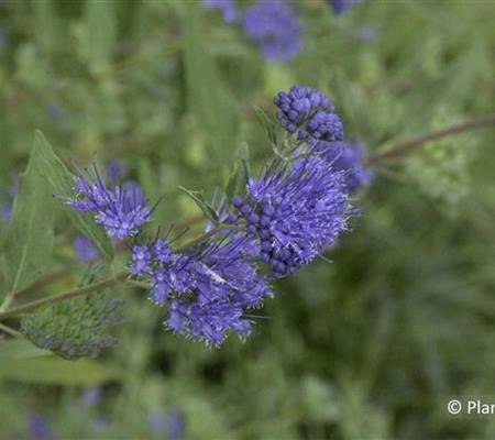 Caryopteris clandonensis (x) 'Heavenly Blue'