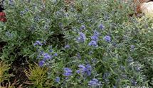 Bartblume