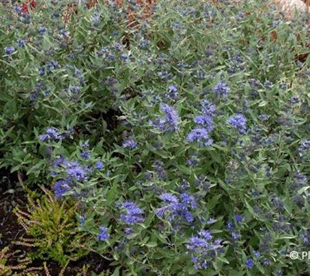 Caryopteris clandonensis (x) 'Kew Blue' Caryopteris clandonensis (x) 'Kew Blue'
