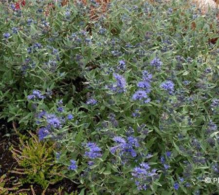 Caryopteris clandonensis (x) 'Kew Blue'