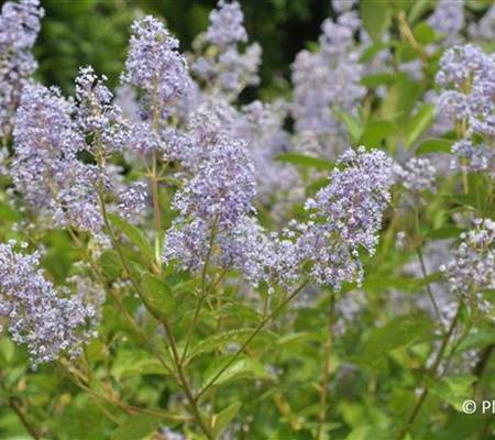Ceanothus delilianus (x) 'Gloire de Versailles'