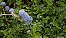 Säckelblume