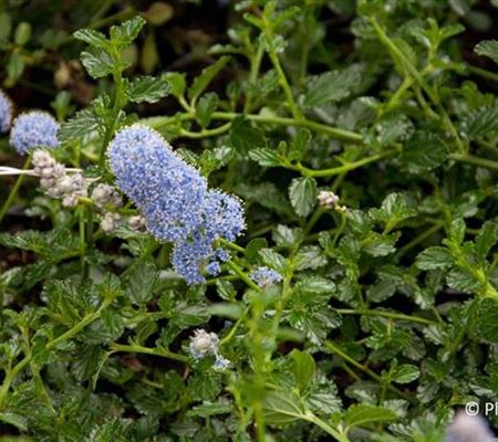 Ceanothus thyrsiflorus var. repens Ceanothus thyrsiflorus var. repens