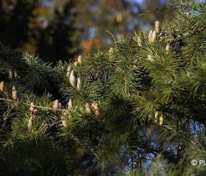Cedrus deodara