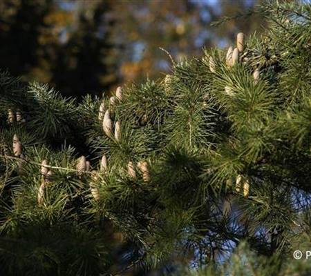 Cedrus deodara