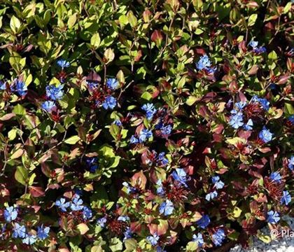 Ceratostigma plumbaginoides Ceratostigma plumbaginoides