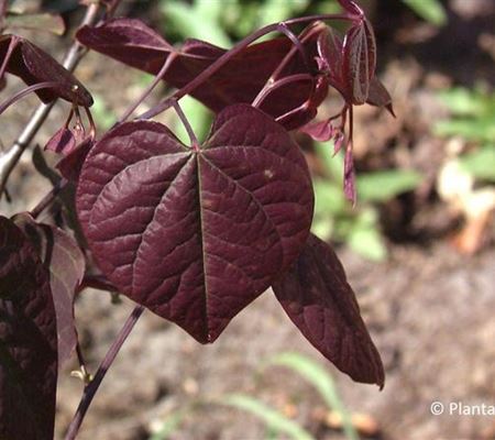 Cercis canadensis 'Forest Pansy'