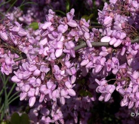 Cercis siliquastrum Cercis siliquastrum