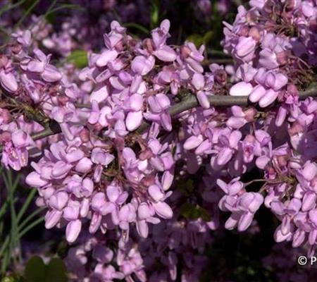 Cercis siliquastrum