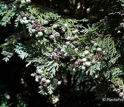 Chamaecyparis lawsoniana 'Columnaris'
