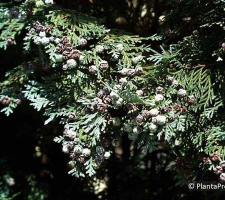 Chamaecyparis lawsoniana 'Columnaris'