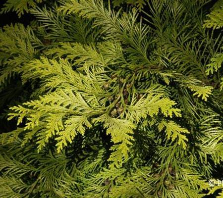 Chamaecyparis lawsoniana 'Ivonne'