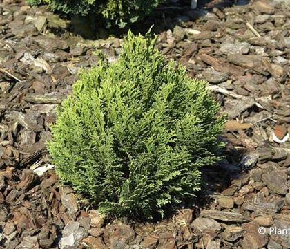 Chamaecyparis lawsoniana 'Minima Glauca'