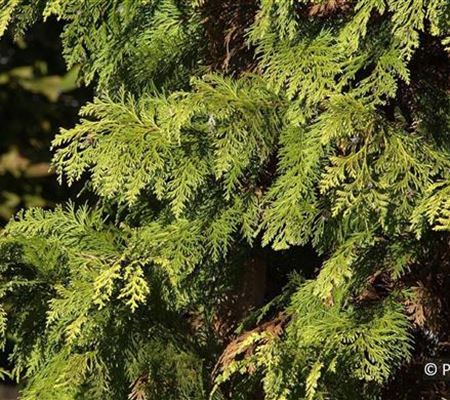 Chamaecyparis lawsoniana 'Stardust' Chamaecyparis lawsoniana 'Stardust'