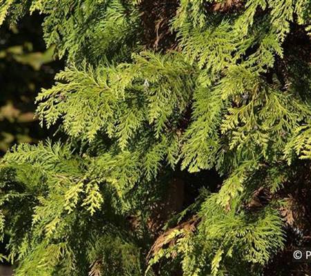 Chamaecyparis lawsoniana 'Stardust'