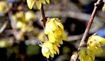 Winterblüte