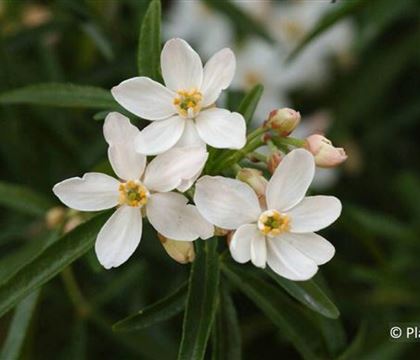 Choisya 'Aztec Pearl'