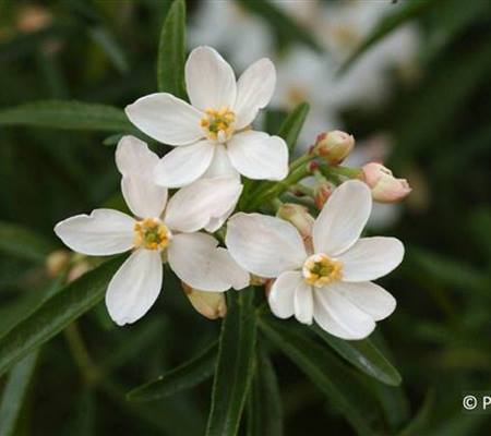 Choisya 'Aztec Pearl'