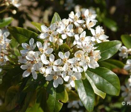Choisya ternata