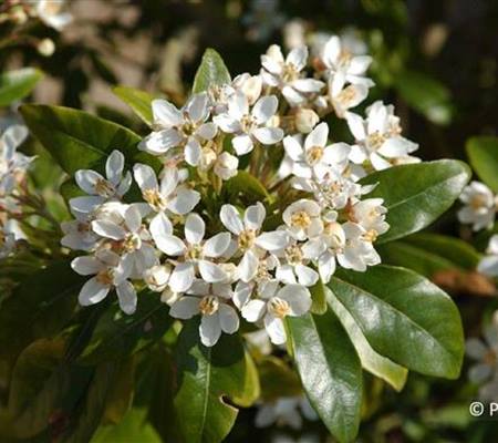 Choisya ternata