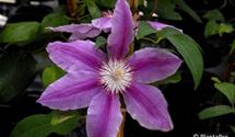 Waldrebe, Clematis